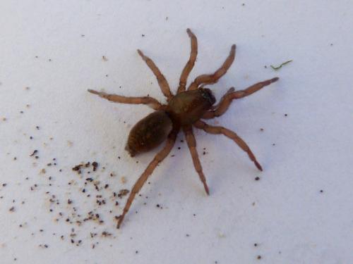 Réf. 155 100 : Haplodrassus sp.