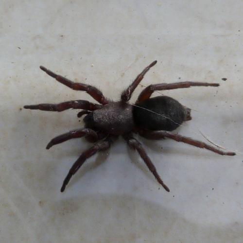 Scotophaeus sp.
