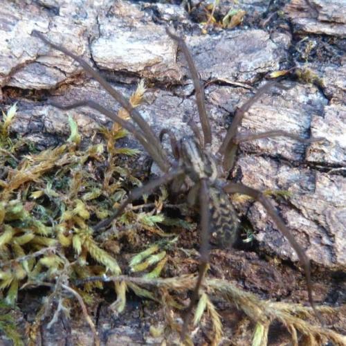 Réf. 155 776 : Eratigena atrica