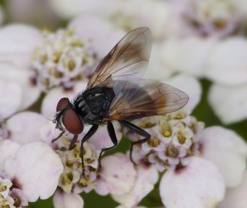 Phasia obesa