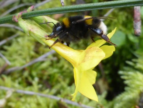 Bombus sp.