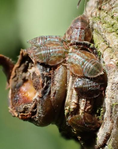 Cacopsylla pyricola