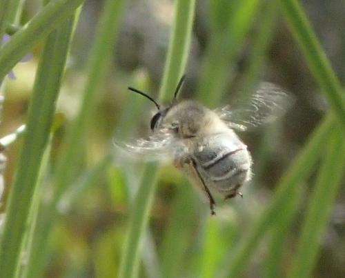 Anthophora pubescens