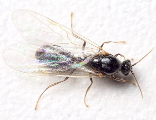 Solenopsis fugax