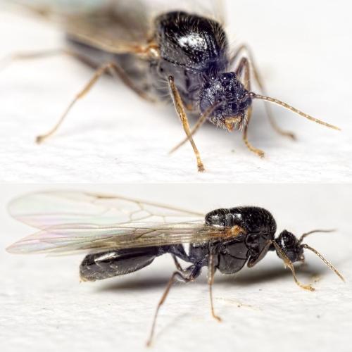 Solenopsis fugax