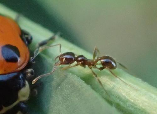 Réf. 155 311 : Pheidole pallidula