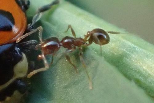 Pheidole pallidula