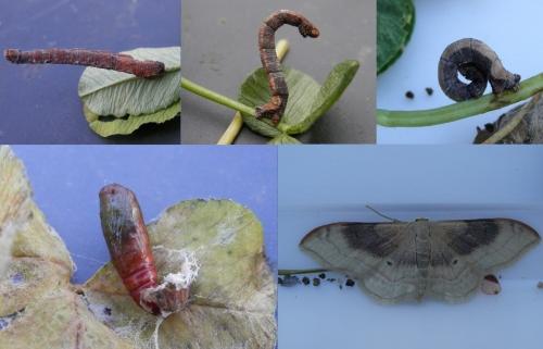 Réf. 155 124 : Idaea degeneraria