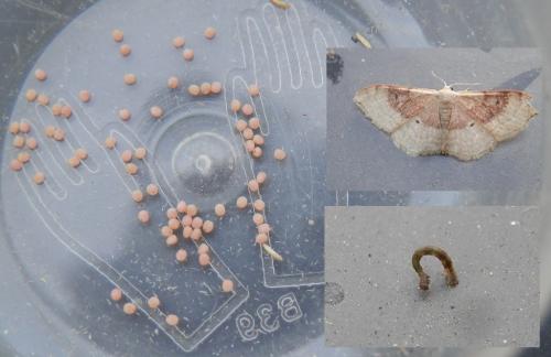 Réf. 155 122 : Idaea degeneraria