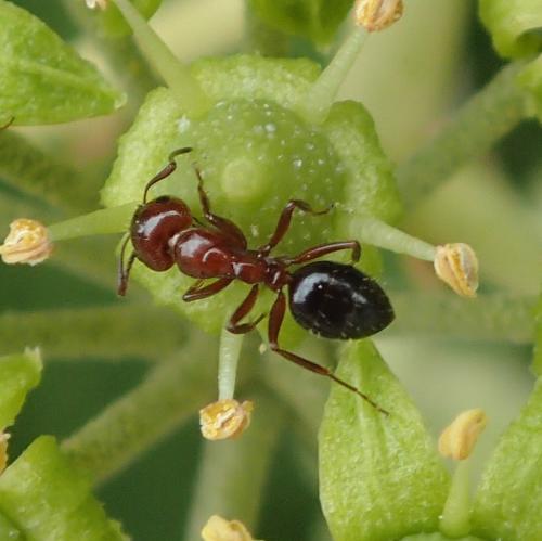 Réf. 155 307 : Camponotus lateralis
