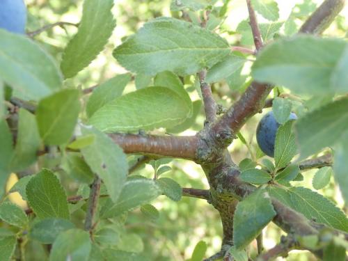Iphiclides podalirius