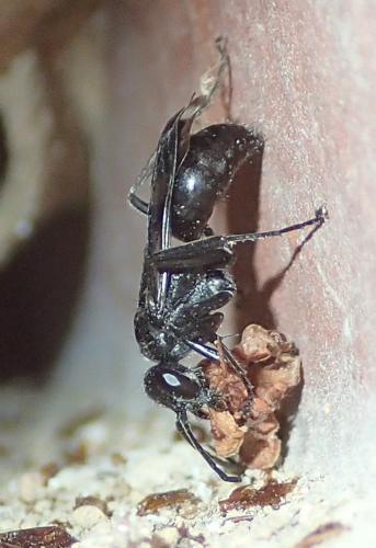 Réf. 155 777 : Dipogon sp.
