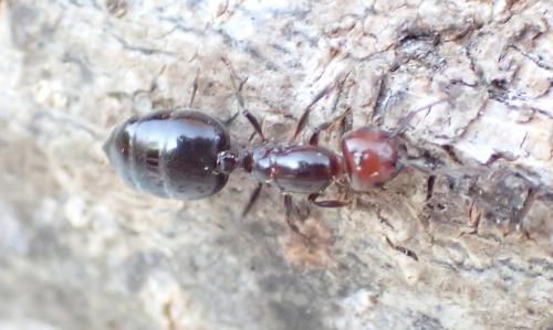 Réf. 155 277 : Crematogaster scutellaris
