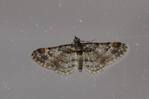 Gymnoscelis rufifasciata