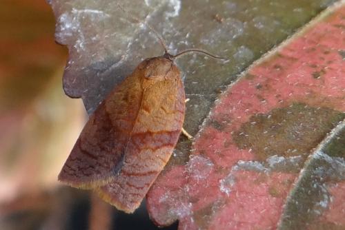 Réf. 155 919 : Cacoecimorpha pronubana