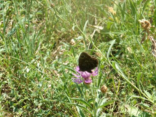 Satyrus sp.