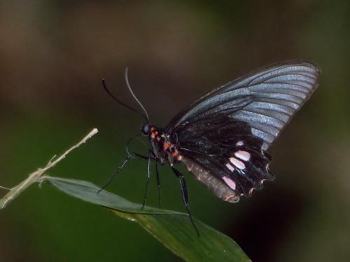 Parides sp.