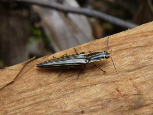 Semiotus sp.