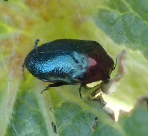 Réf. 155 655 : Trachys troglodytiformis