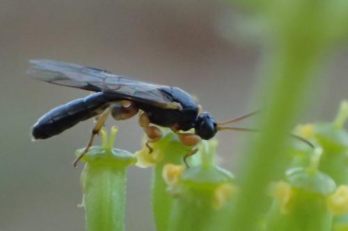 Triclistus sp.