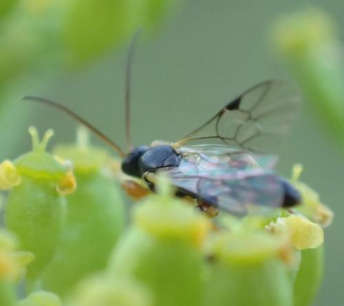 Triclistus sp.