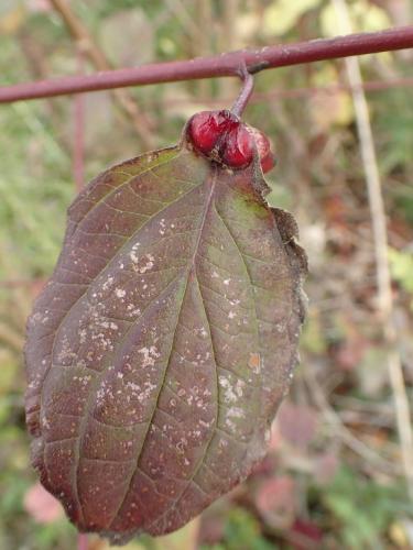 Craneiobia corni