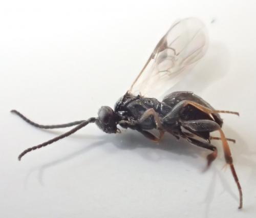 Réf. 155 571 : Microgastrinae inconnu