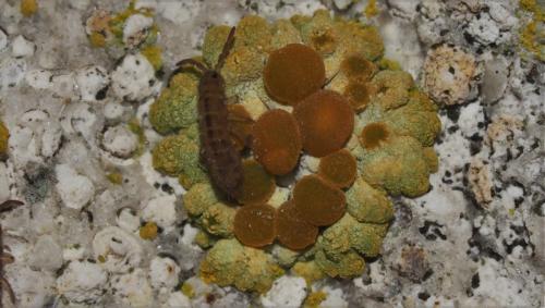 Réf. 155 021 : Isotomurus palustris