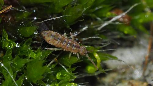 Réf. 155 025 : Isotomurus pseudopalustris