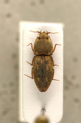 Meristhus lepidotus