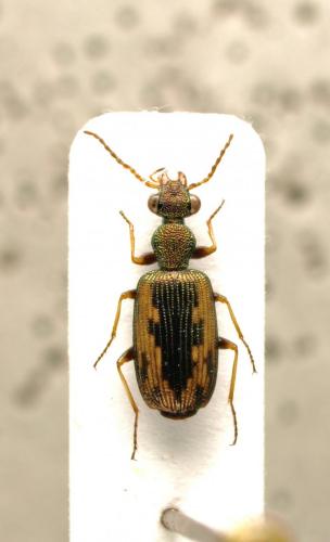 Lasiocera sp.