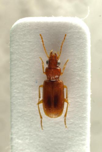 Réf. 155 436 : Anthracus cordiger