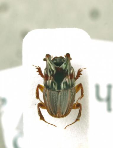 Ixodina abyssinicus