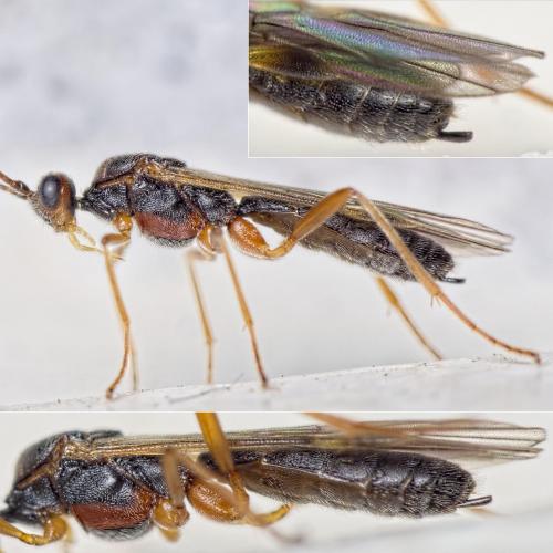 Réf. 155 964 : Aleiodes sp.