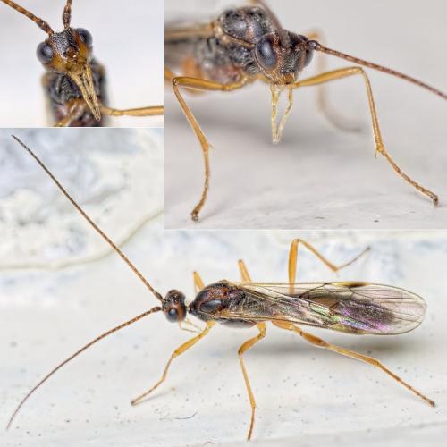 Réf. 155 962 : Aleiodes sp.