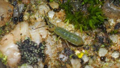 Isotoma viridis