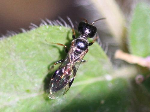 Réf. 155 487 : Stigmus sp.