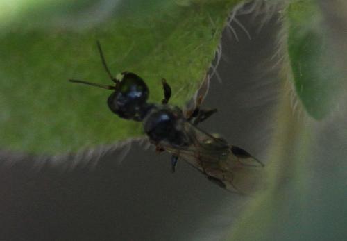 Stigmus sp.