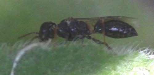 Stigmus sp.