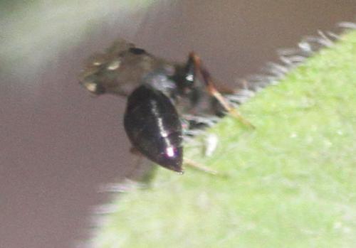 Stigmus sp.