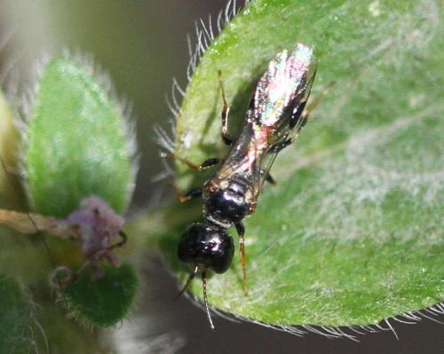 Réf. 155 532 : Stigmus sp.