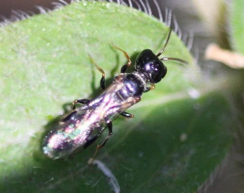 Stigmus sp.