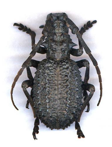 Phantasis sp.