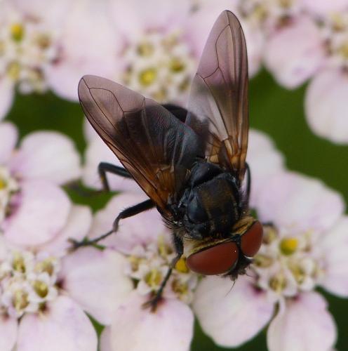 Réf. 155 212 : Phasia aurigera
