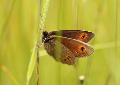 Réf. 155 688 : Erebia oeme