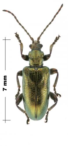 Réf. 155 839 : Plateumaris discolor