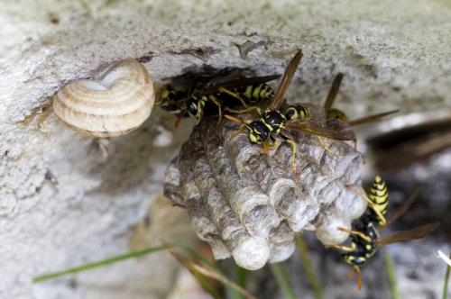 Polistes dominula