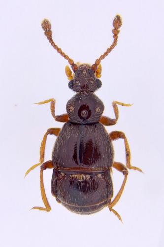 Réf. 155 673 : Brachygluta fossulata