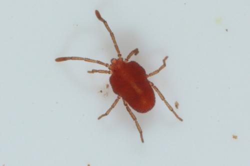 Fessonia papillosa
