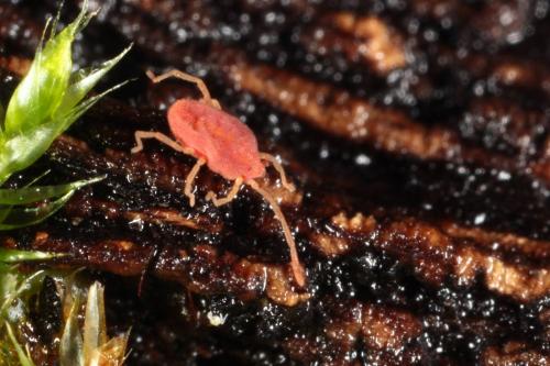 Fessonia papillosa